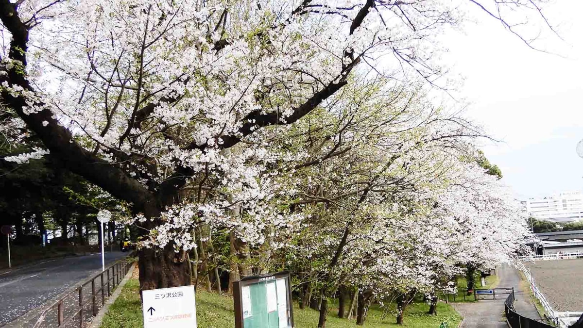 【神奈川区】春のお出かけを楽しもう！～お花見特集2026～