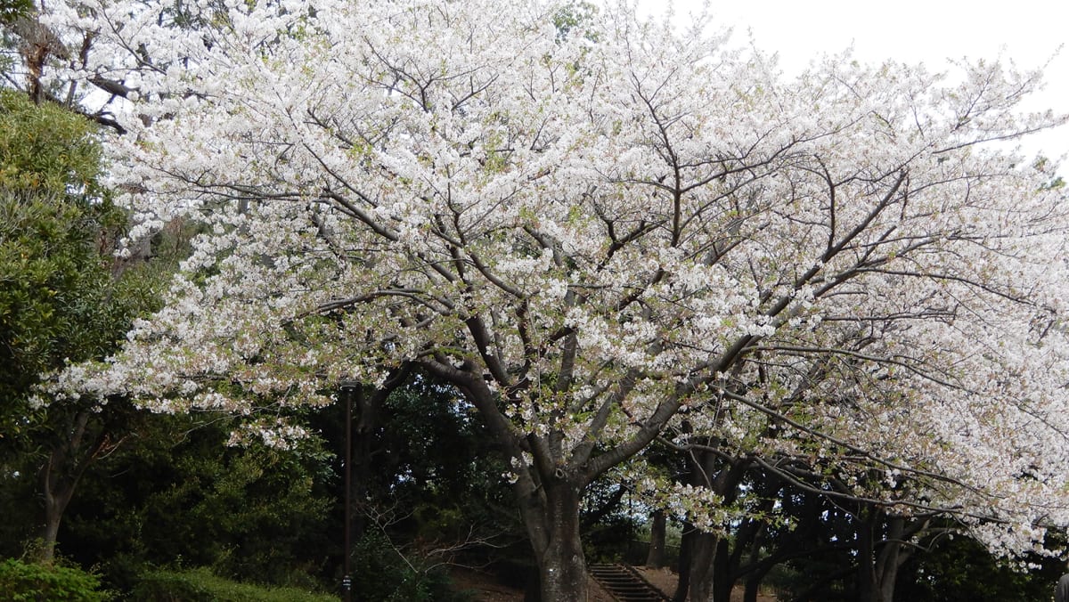 【磯子区】春のお出かけを楽しもう！～お花見特集2026～