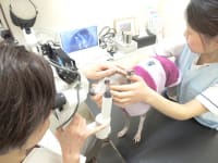 小林 由佳子 院長（ありす動物眼科クリニック)の独自取材｜青葉区.jp