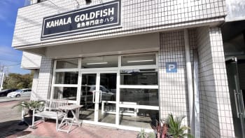 金魚専門店カハラ