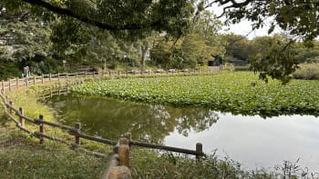 菊名池公園