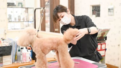 とりみんぐさろん犬の床屋 横浜和田町店