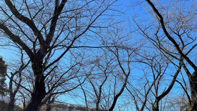 桜美林公園(オウビリンコウエン)