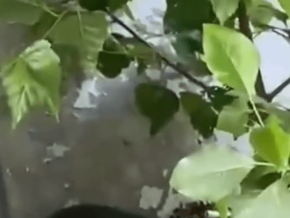 Жители Рязани заметили змей рядом с отделением банка в центре города