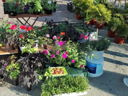 Администрация Рязани одобрила новую площадку проведения ярмарок выходного дня