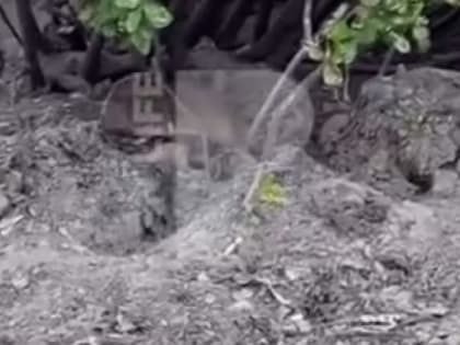 В центре Рязани на видео засняли полчища крыс