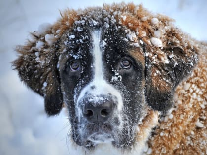Жители Рязани предупредили о попытках массово травить собак в посёлке Мехзавода
