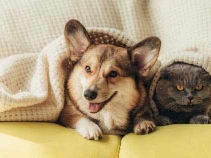 В Рязанской области намерены регистрировать домашних животных