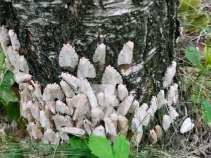 Парк имени Гагарина в Рязани окуппирован шелкопрядом