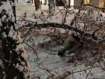 На площади Мичурина в Рязани дерево рухнуло на молодого человека