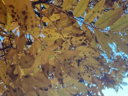 Погода в Рязанской области: переменная облачность и отсутствие осадков