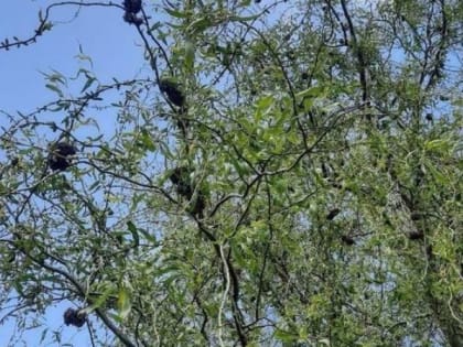 На Лыбедском бульваре в Рязани засняли пораженные шелкопрядом деревья без листьев