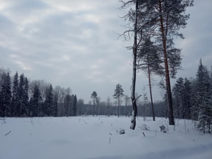 Филиал проанализировал объемы санитарно-оздоровительных мероприятий в зоне обслуживания