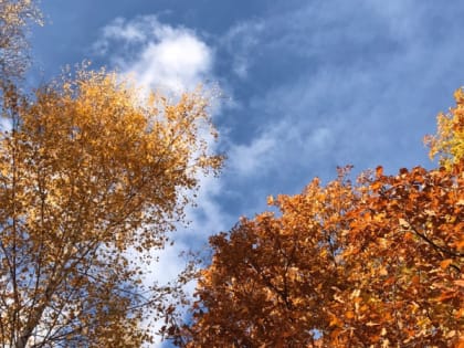 21 сентября в Рязанской области ожидается порывистый ветер и до +25