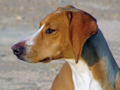 В рязанском ЦПКиО 13 мая пройдет пикет против усыпления животных