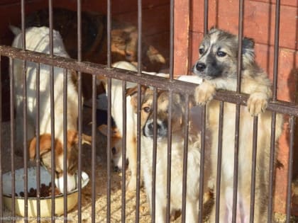 Рязанские школьники участвуют в акциях помощи бездомным животным