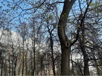 2 мая в Рязанской области ожидается порывистый ветер и до +1