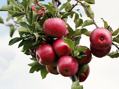 Яблочный Спас 2022: традиции, запреты поверья и приметы праздника