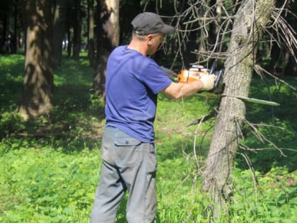 В Рязани опубликовали список улиц, где ликвидируют аварийные деревья
