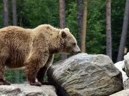В красноярском заповеднике медведь загнал людей на скалу