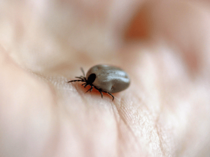 Клещи бьются в конвульсиях от этого запаха: достаточно 3 капели простейшего средства