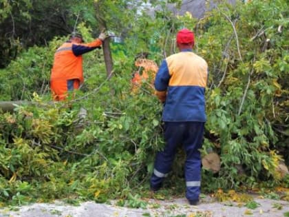 Администрация Рязани отчиталась о ходе работ по уборке аварийных деревьев