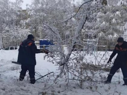 В Рязани зафиксировали 107 случаев падения деревьев после снегопада