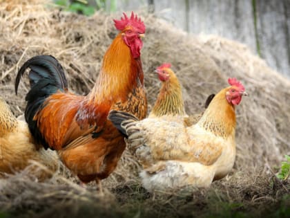 Соцсети: в Семчине на окраине Рязани на курятник напала рысь