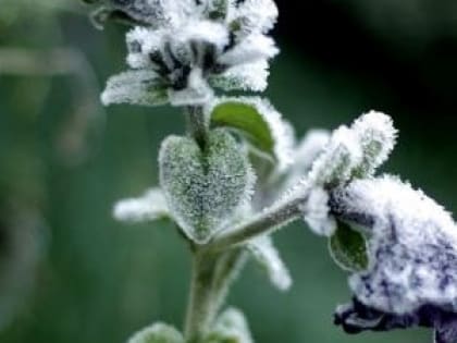 МЧС предупредило жителей Рязанской области о резком похолодании 7 апреля