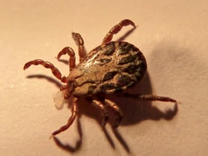 Клещи будут биться в конвульсиях от этого запаха: достаточно нескольких капель простейшего средства