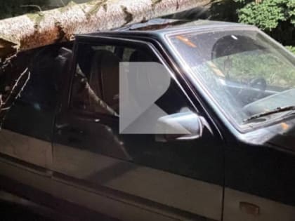 В Рязани на придомовой территории дерево рухнуло на машину