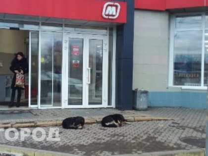 В «Магните» на Островского подрались клиенты