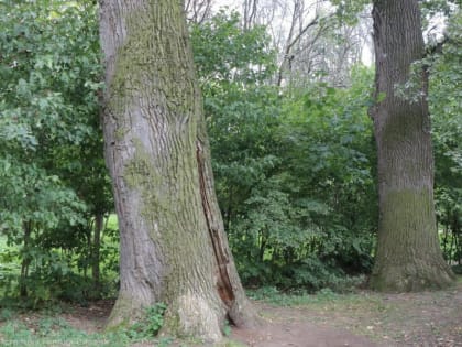 Экологи рассмотрят варианты восстановления 150-летнего дуба в ЦПКиО