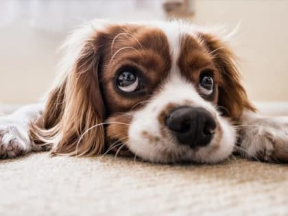 В Рязани запустили программу льготной стерилизации домашних собак и кошек