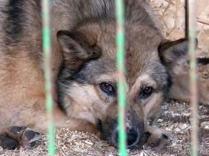 В Рыбновском районе ввели карантин по бешенству