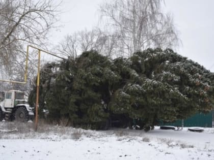 В Сараях елка застряла по пути на главную площадь