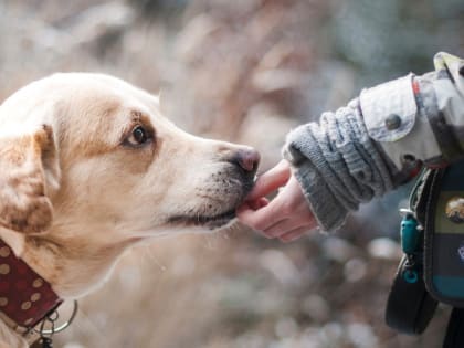 В Рязанской области обсуждают тему содержания домашних животных