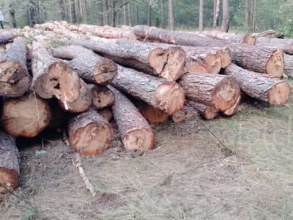 Жители Солотчи обеспокоены вырубкой деревьев