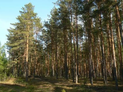 Специалисты филиала ФБУ «Рослесозащита» - «Центр защиты леса Рязанской области» провели внутреннюю тренировку по ГЛПМ и ЛПО