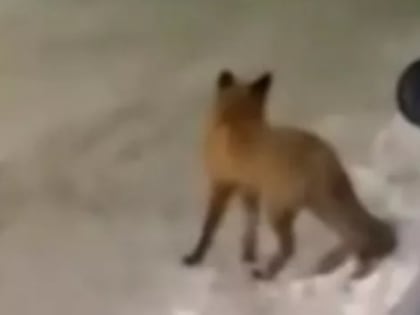 В Рязанской области установили случай заболевания бешенством лисы