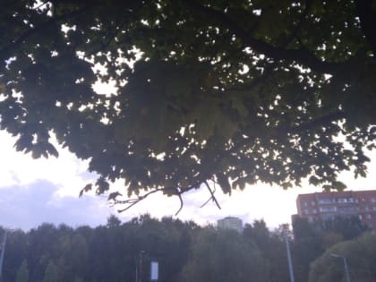 24 июля в Рязанской области ожидаются дождь, гроза и до +25