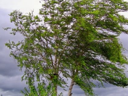 В Рязанской области МЧС выпустило метеопредупреждение о грозах и мощном ветре днем 3 июля