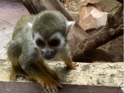 В Рязани популярный зоопарк ввел плату за посещение