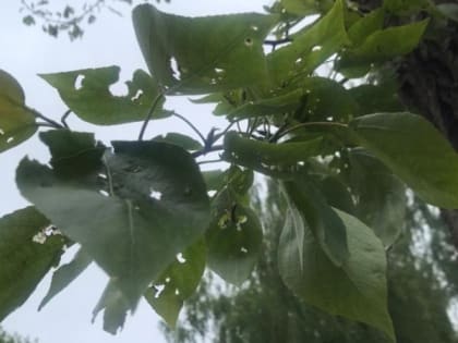 В Рязани наблюдается повышенная активность шелкопрядов