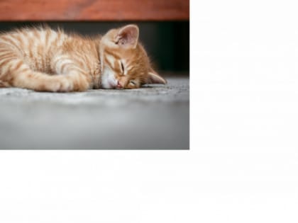 В Рязани начали программу льготной стерилизации домашних животных