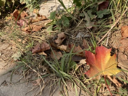 В Рязани пройдёт первый общегородской осенний субботник