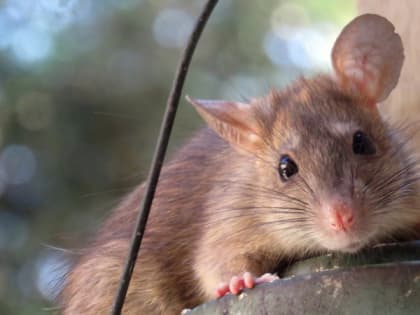 Мэрия Рязани прокомментировала появление крыс в центре города