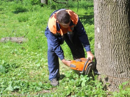 В Рязани ликвидируют аварийные деревья
