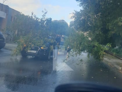 В Рязани на улице Быстрецкой грузовик уронил дерево на машину