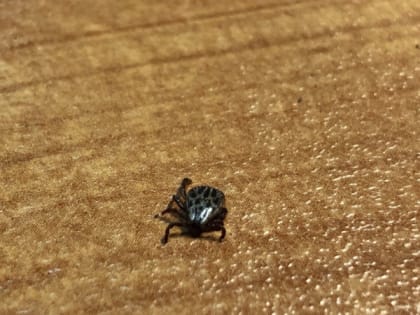 В Рязанской области зафиксирован первый в 2024 году укус клеща